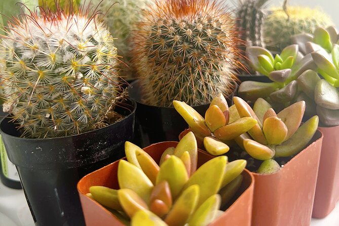 2-hour-terrarium-making-experience-with-cats-in-new-york