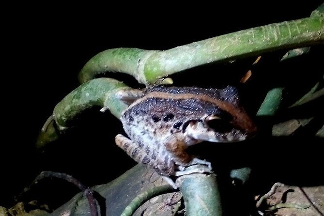 2-hour-tortuguero-night-tour