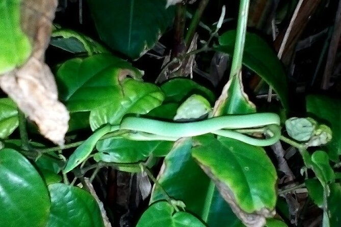 2-hour-tortuguero-night-tour