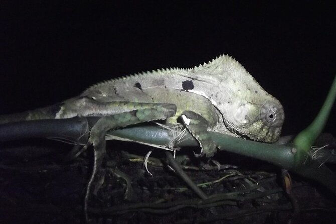 2-hour-tortuguero-night-tour