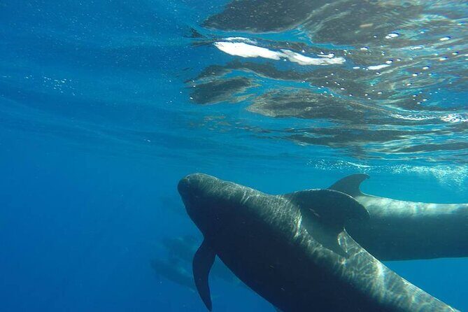2 hour trip to see whales dolphins puerto colon adeje - The Itinerary in Detail