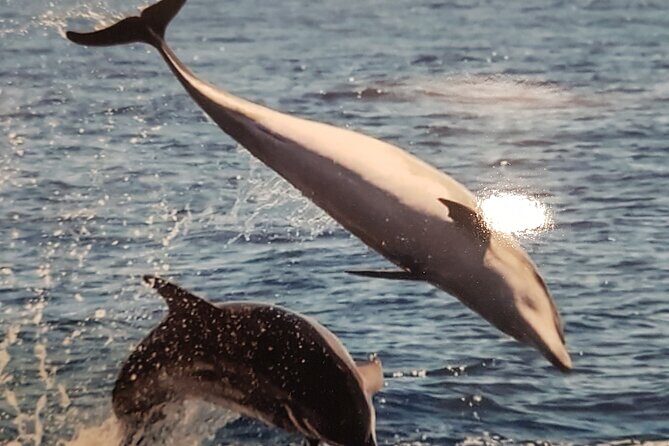 2 hour trip to see whales dolphins puerto colon adeje - Cost and Value Analysis
