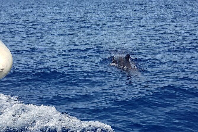 2 hour trip to see whales dolphins puerto colon adeje - The Sum Up