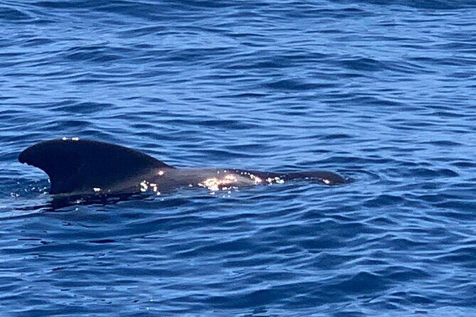2 hour trip to see whales dolphins puerto colon adeje - FAQ