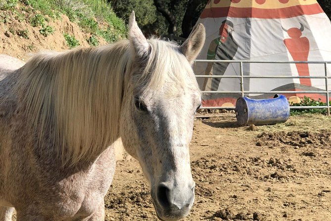 2-hour-valentine-horseback-riding-adventure-in-agoura-hills