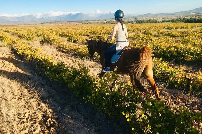 2 Hour Vineyard Trail Ride - The Sum Up: Is This Tour Right for You?