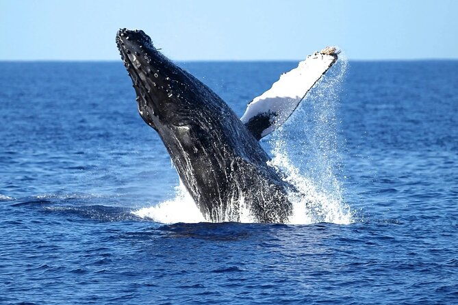 2-hour-waikiki-whale-watching-cruise-from-oahu