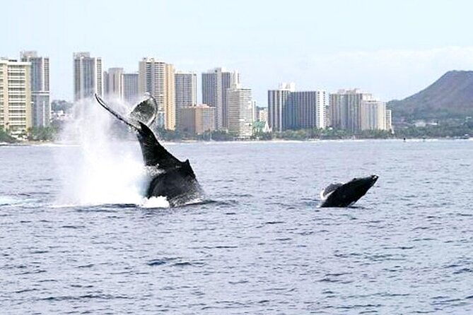 2-hour-waikiki-whale-watching-cruise-from-oahu