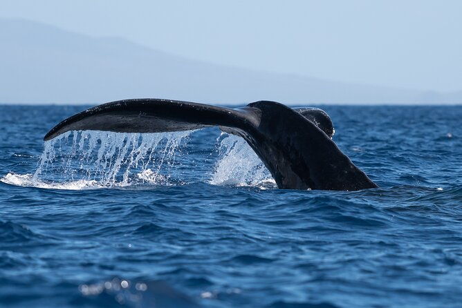 2-hour-waikiki-whale-watching-in-honolulu