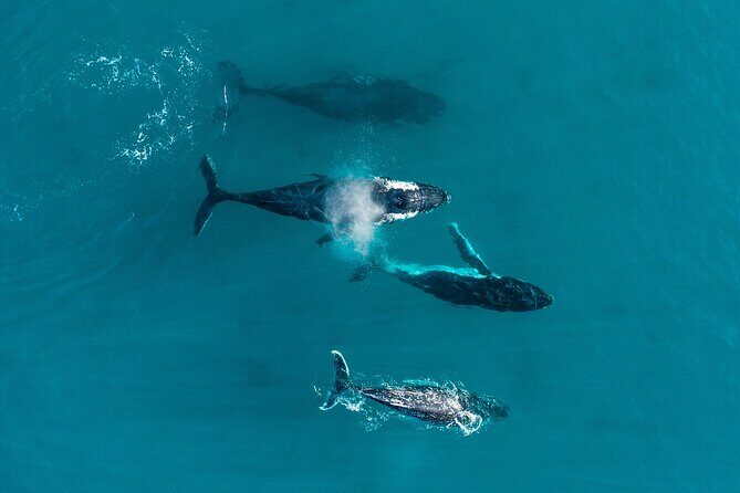 2 hour whale watching experience departing Hillarys Boat Harbour - Is it worth the price?