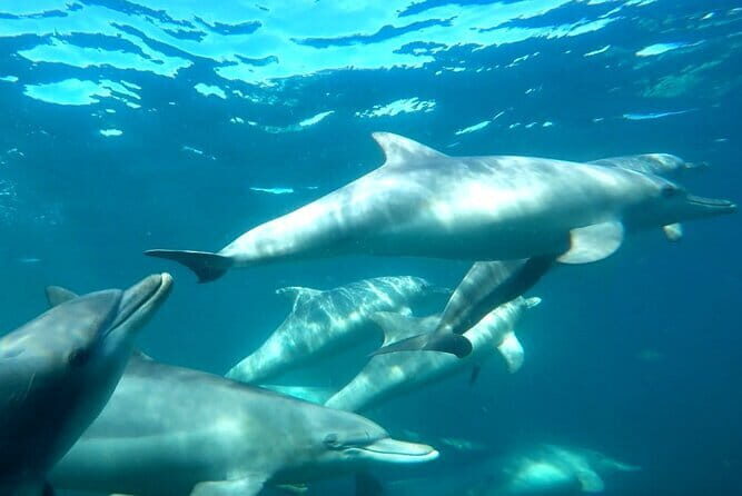 2 hour whale watching experience departing Hillarys Boat Harbour - The Reviews Say It All