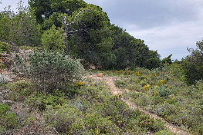 2-hours-4x4-tour-in-spetses-safari