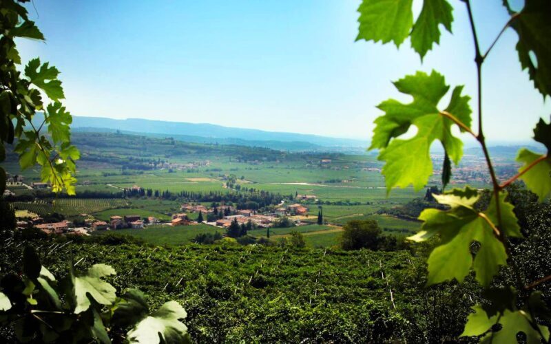 2-hours Amarone Wine Tour with Sommelier Wine Tastings - Frequently Asked Questions