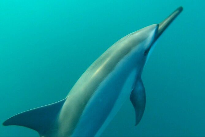2-Hours Dolphin Excursion in Mauritius - Who Would Love This Tour?