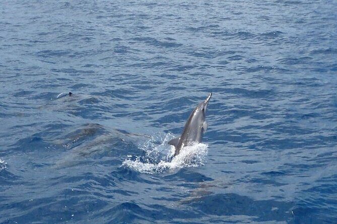 2-Hours Dolphin Excursion in Mauritius - The Sum Up