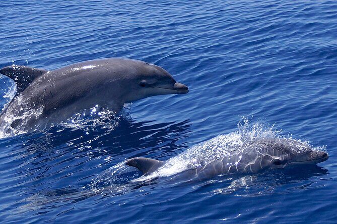 2 Hours Dolphin Watching Cruise in Muscat - Exploring the 2 Hours Dolphin Watching Cruise in Muscat
