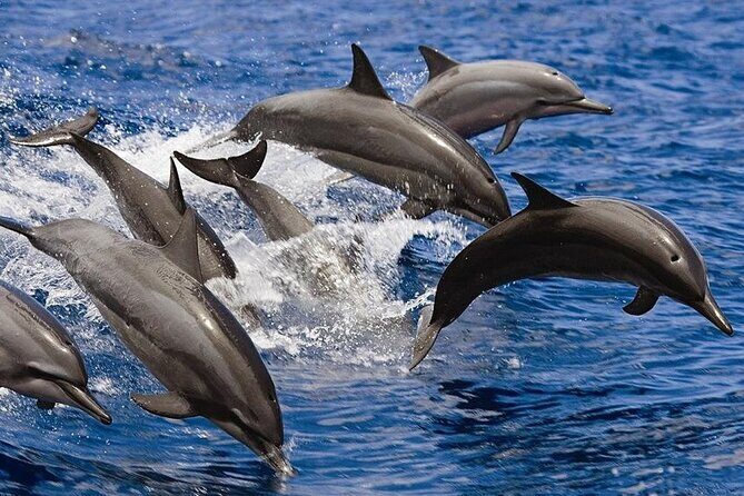 2 Hours Dolphin Watching Cruise in Muscat - Key Points