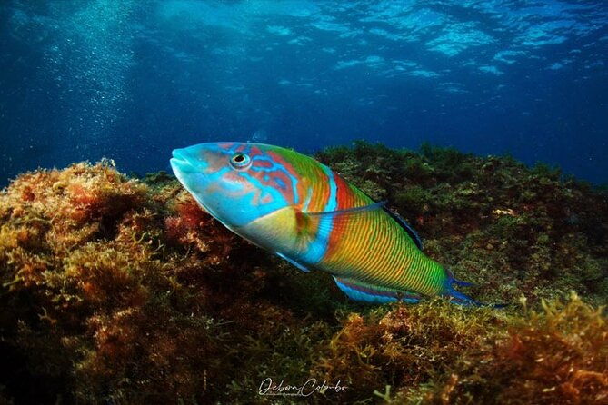 2-hours-guided-snorkeling-tour-in-playa-chica
