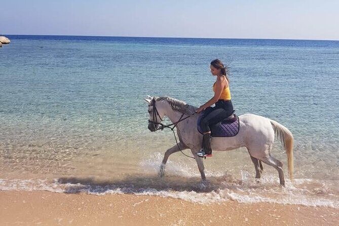 2 Hours Horse Riding Adventure in The Sea & Desert - Hurghada - The Review Highlights: Authenticity and Value  