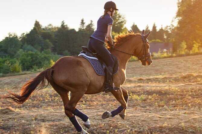 2 hours Horse Riding At Amazing Desert With Transfer - Sharm El Sheikh - A Detailed Look at the 2-Hour Horse Riding Adventure in Sharm El Sheikh