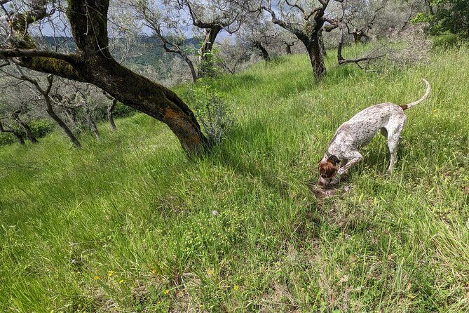 2 hours Private Activity - Truffle hunting in Assisi - Frequently Asked Questions
