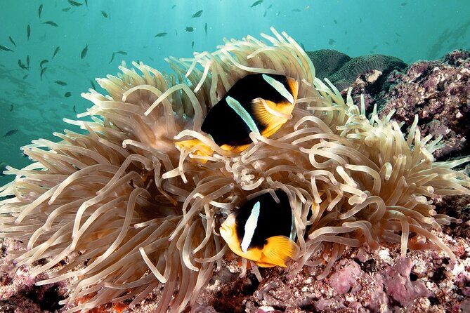 2 Hours Private Scuba Diving Activity in Qantab Beach - A Closer Look at Qantab Beach and Its Diving Spots