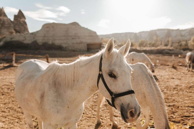2-hours-sunset-horse-riding-tour-red-rose-valley