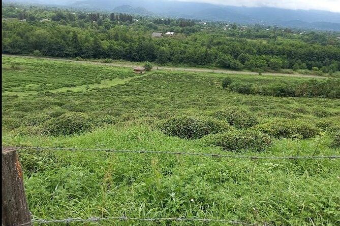 2-hours-tea-house-and-tea-garden-trip-in-ozurgeti-georgia