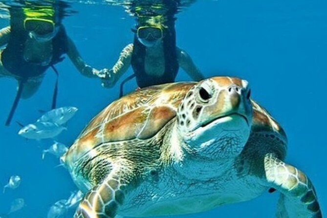 2-hours-turtle-feeding-shipwreck-reef-snorkeling-tour-barbados