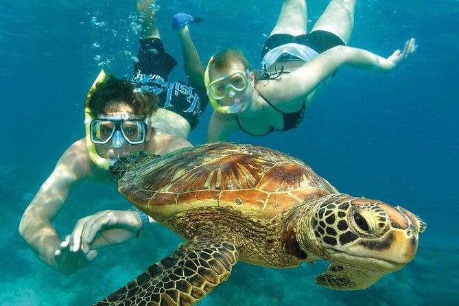 2-hours-turtle-feeding-shipwreck-reef-snorkeling-tour-barbados