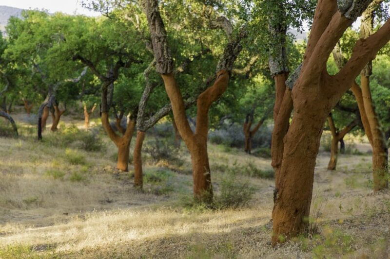 2-hr-walk-in-the-cork-forest