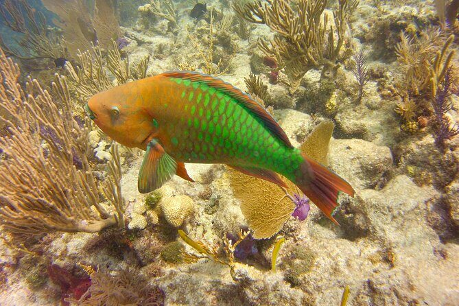 2 Location Snorkel Tour - Gear Included, 65 minutes per location - Why This Snorkeling Tour Stands Out