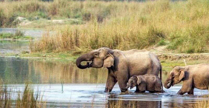 2-night-3-days-chitwan-national-park-from-kathmandu-pokhra