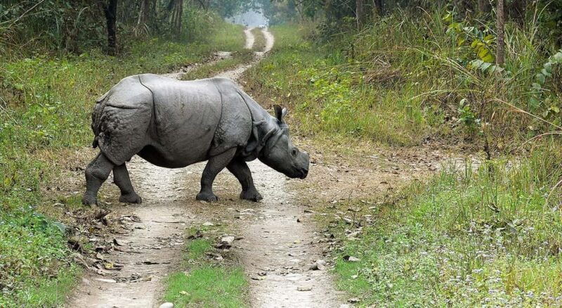 2-night-3-days-chitwan-national-park-from-kathmandu-pokhra