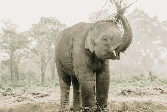 2 Night Jungle Safari Tour in Chitwan National Park - Authenticity and Responsible Tourism