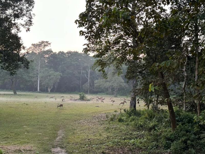 2-Night Treehouse Tower Night Stay in Chitwan National park - Key Points