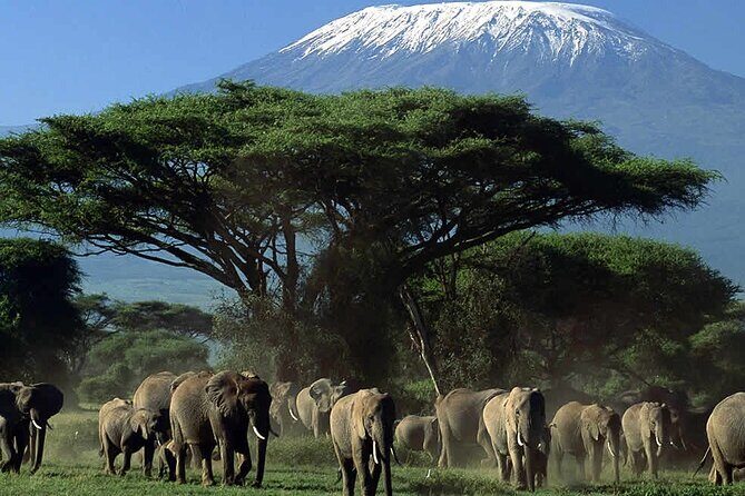 2 Nights 3 Days Amboseli National Park With 4*4 Vehicle - Exploring the 2 Nights, 3 Days Amboseli National Park Safari with 4x4 Vehicle