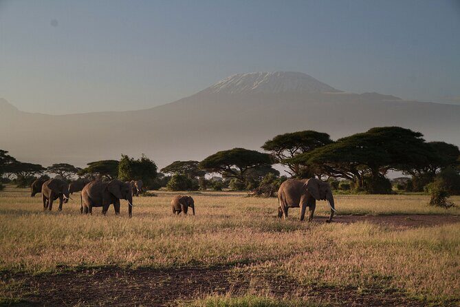 2 Nights 3 Days Amboseli National Park With 4*4 Vehicle - Key Points