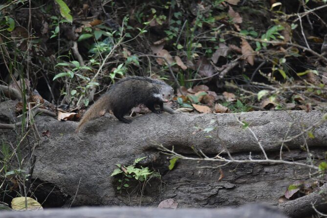 2 nights 3 days Chitwan Jeep Safari Package - Day 3: Return and Reflection