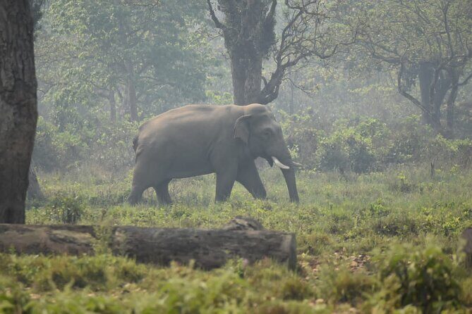 2 nights 3 days Chitwan Jeep Safari Package - Potential Drawbacks