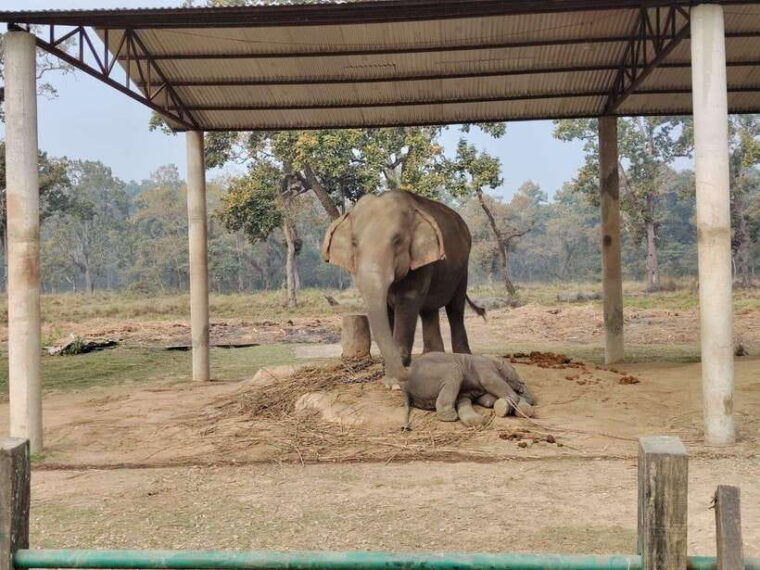 2-nights-3-days-chitwan-jungle-safari-tour