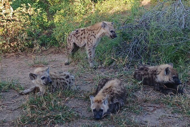 2 Nights & 3 Days in Kruger Park - The Sum Up: Who is this tour for?
