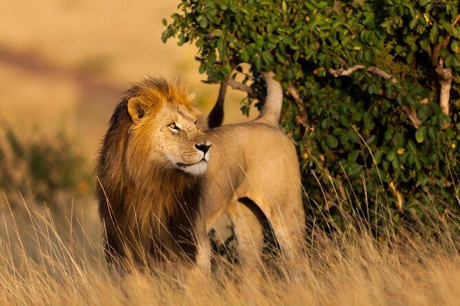2 nights 3 days Masai Mara safari package - Key Points