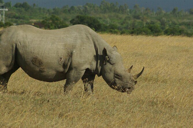 2 nights 3 days Masai Mara safari package - Authentic Experiences from Reviewers