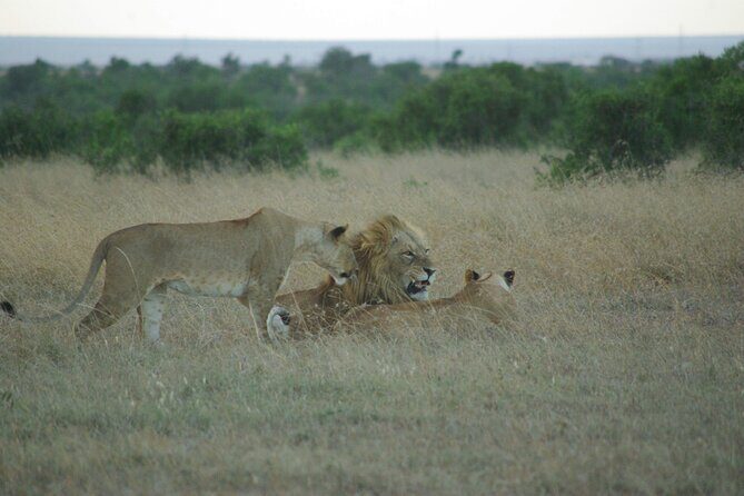 2 nights 3 days Masai Mara safari package - Final Thoughts