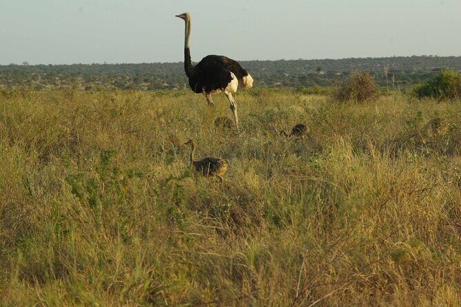 2 nights 3 days Masai Mara safari package - Who Should Consider This Safari?