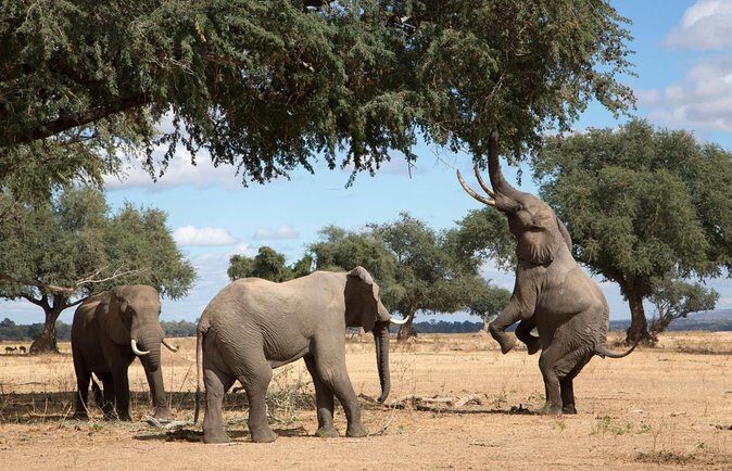 2 nights 3 days Overnight Mokoro Trail Okavango delta - Discover the Magic of the Okavango Delta: A 3-Day Mokoro Trail Review
