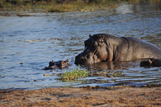 2 nights 3 days Overnight Mokoro Trail Okavango delta - An In-Depth Look at the 3-Day Mokoro Trail