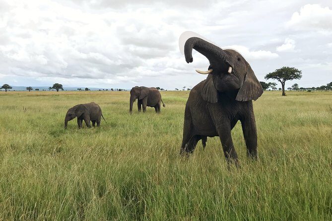 2 nights 3 days safari to mikumi national park - Overview of the 2 Nights, 3 Days Safari to Mikumi National Park