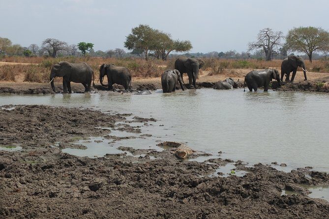2 nights 3 days safari to mikumi national park - Authenticity and Guide Excellence